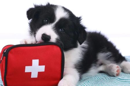 How to Prepare a Pet First Aid Kit: Essential Items and Tips