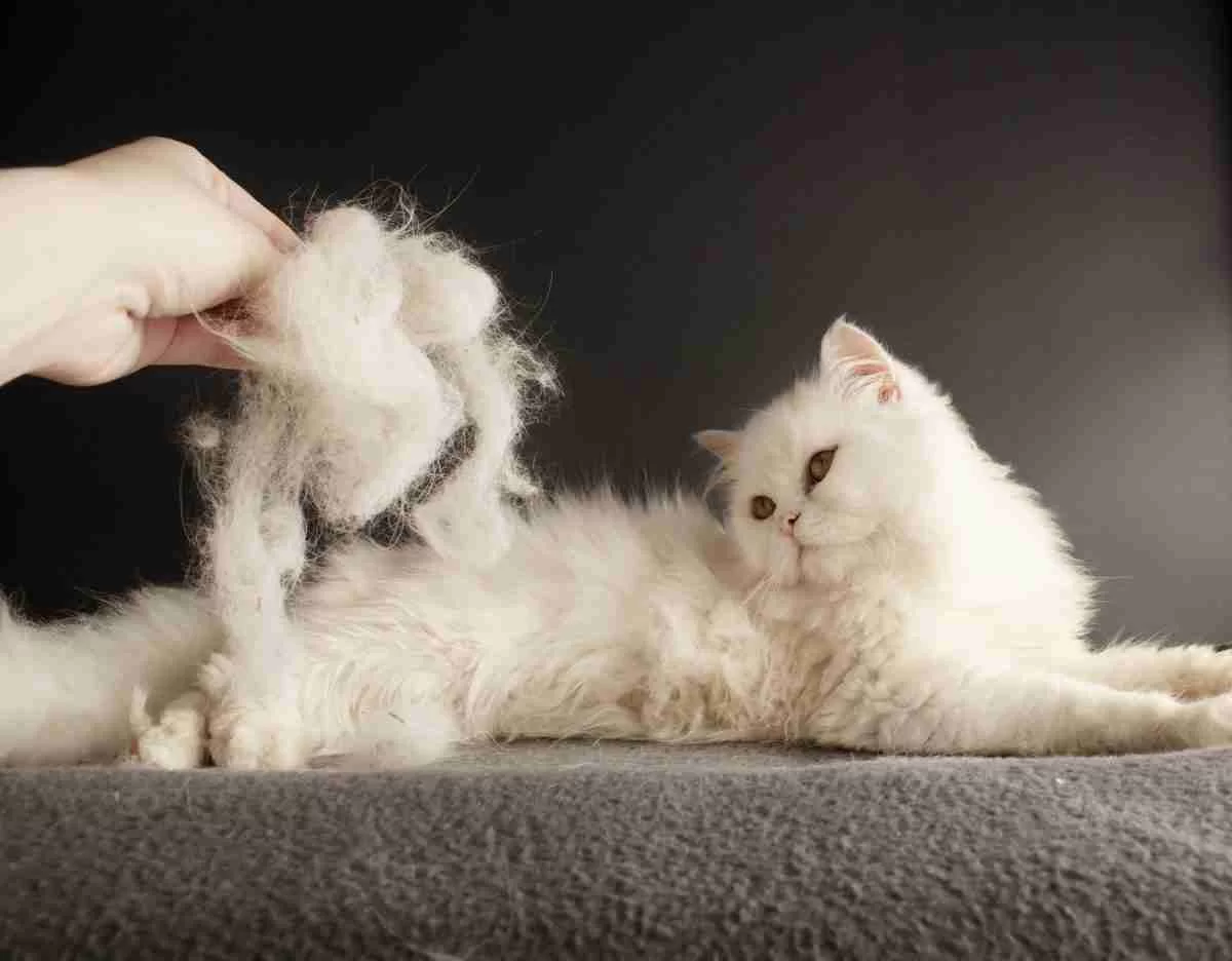 How to Deal with a Cat’s Fur Shedding: Practical Tips and Solutions