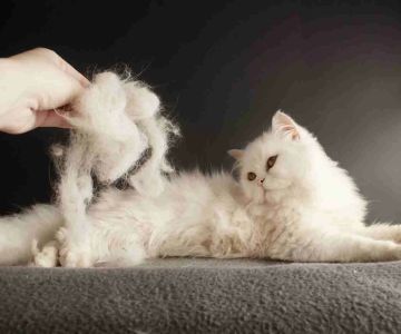 How to Deal with a Cat’s Fur Shedding: Practical Tips and Solutions