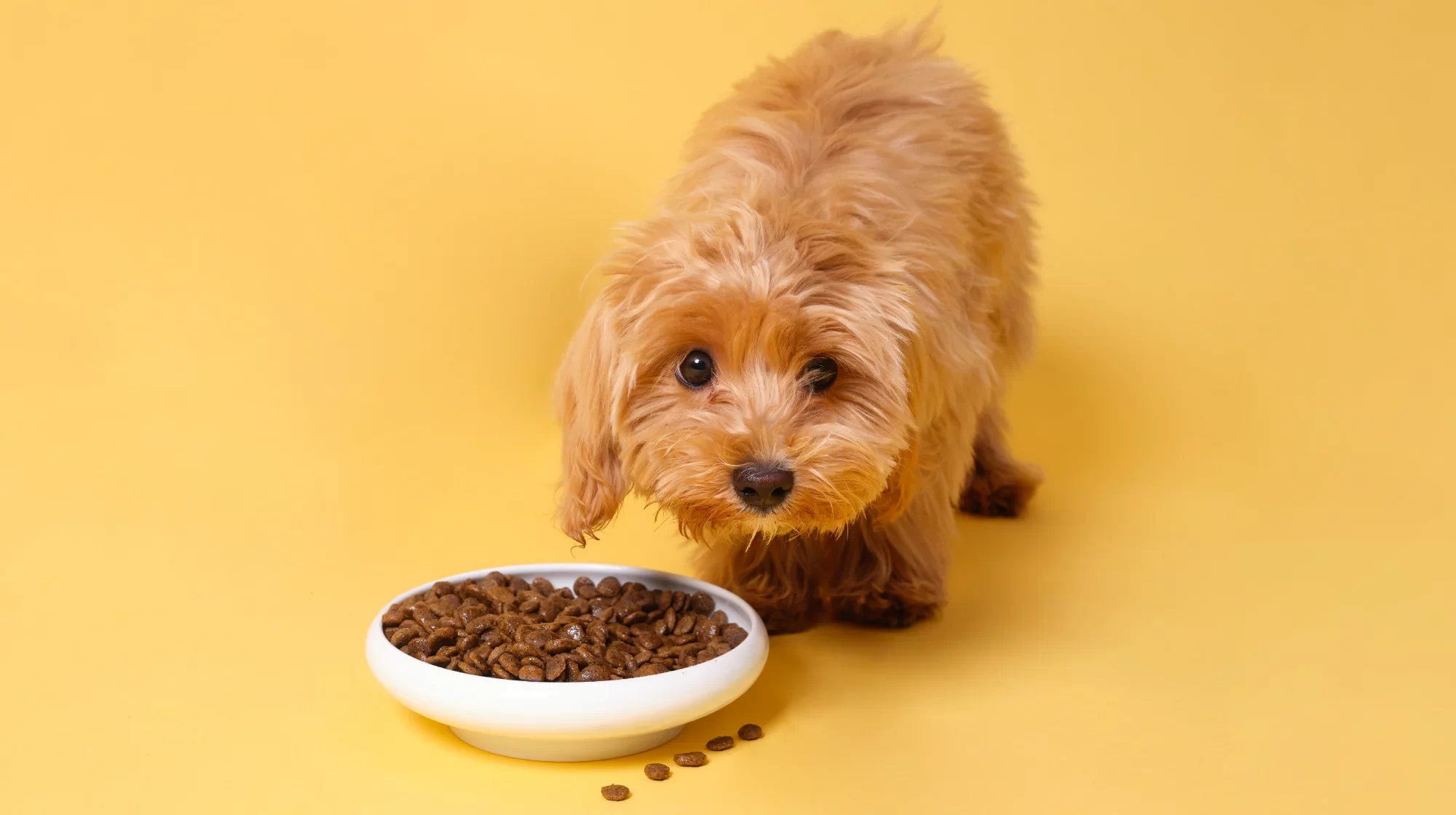 Best Dog Food for Puppies with Sensitive Stomachs: Top Picks for Your Pup