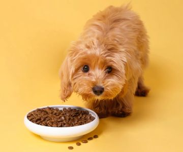 Best Dog Food for Puppies with Sensitive Stomachs: Top Picks for Your Pup