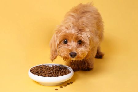 Best Dog Food for Puppies with Sensitive Stomachs: Top Picks for Your Pup