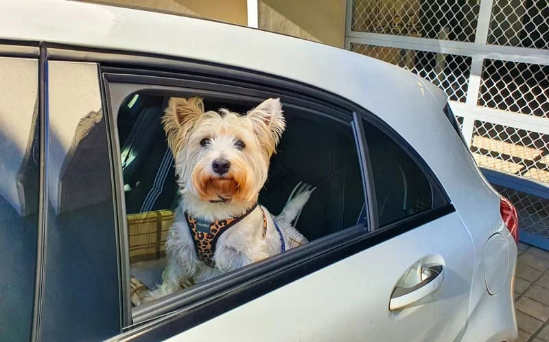 Best Pet Care for Traveling Pets: Essential Tips for a Safe Journey
