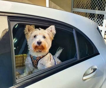 Best Pet Care for Traveling Pets: Essential Tips for a Safe Journey