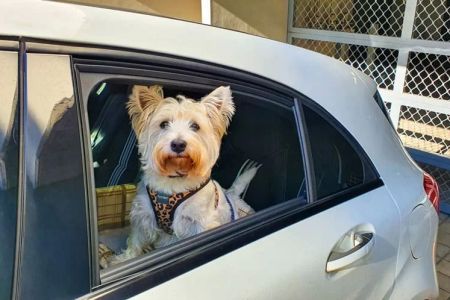 Best Pet Care for Traveling Pets: Essential Tips for a Safe Journey