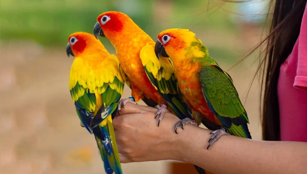 Best Bird Species for Beginner Pet Owners: A Comprehensive Guide