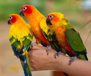 Best Bird Species for Beginner Pet Owners: A Comprehensive Guide