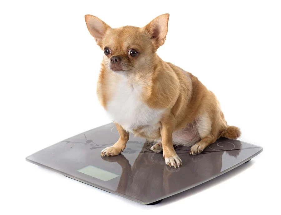 How to Help Your Pet Lose Weight: A Practical Guide for Pet Owners