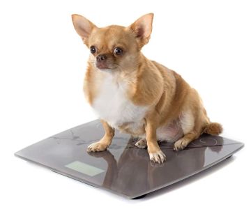 How to Help Your Pet Lose Weight: A Practical Guide for Pet Owners