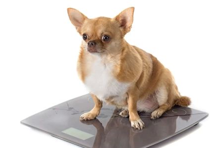 How to Help Your Pet Lose Weight: A Practical Guide for Pet Owners