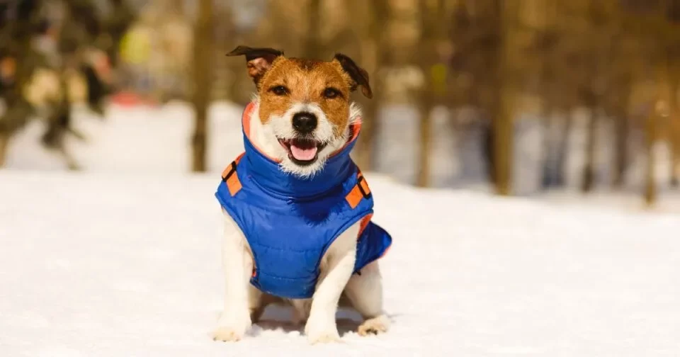 Choosing Pet Winter Jackets: How to Pick the Best Jacket for Your Furry Friend