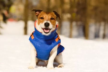 Choosing Pet Winter Jackets: How to Pick the Best Jacket for Your Furry Friend