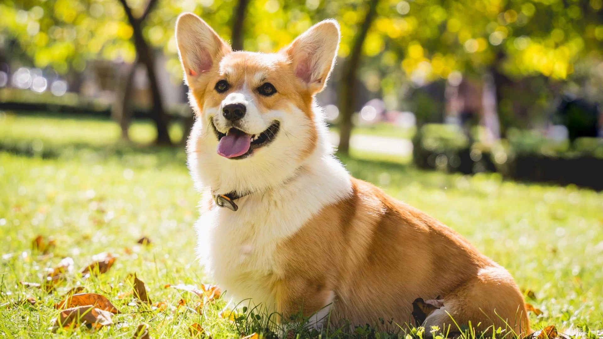 How to Keep Your Pet Dog Healthy: Essential Tips for Lifelong Wellness