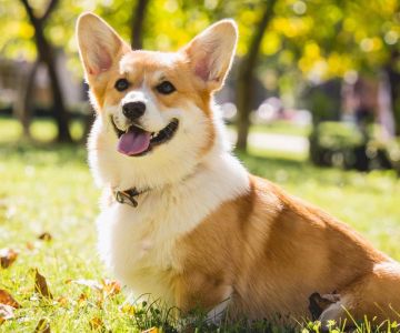 How to Keep Your Pet Dog Healthy: Essential Tips for Lifelong Wellness