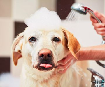 Effective Dog Skin Infection Home Remedies You Can Try