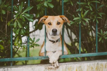 How to Train a Dog to Stop Barking at Strangers: Effective Training Tips