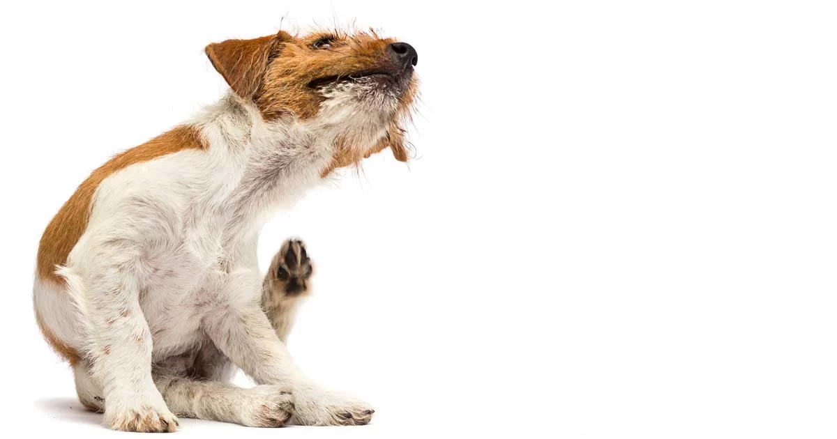How to Prevent Fleas in Dogs: Essential Tips for a Flea-Free Pet