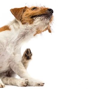 How to Prevent Fleas in Dogs: Essential Tips for a Flea-Free Pet