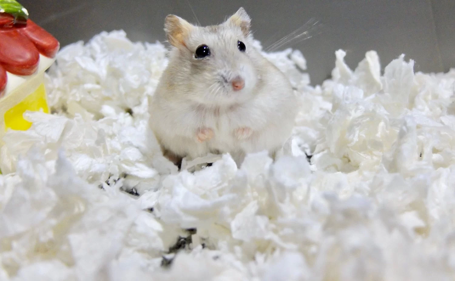 How to Care for a Hamster’s Bedding: Best Practices and Tips