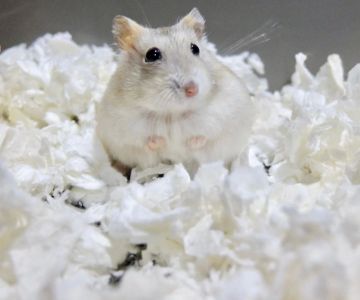 How to Care for a Hamster’s Bedding: Best Practices and Tips
