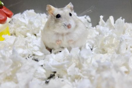 How to Care for a Hamster’s Bedding: Best Practices and Tips