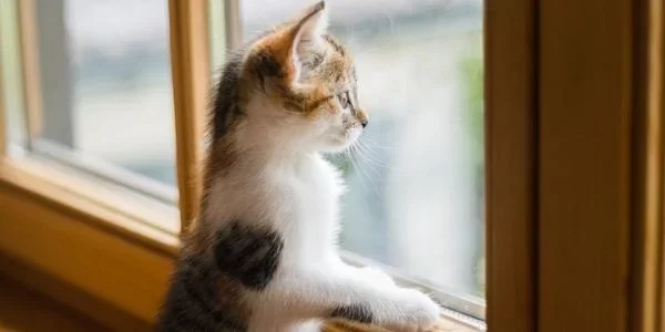 How to Prevent Your Pet Cat from Jumping Out of Windows: Tips and Solutions