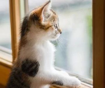 How to Prevent Your Pet Cat from Jumping Out of Windows: Tips and Solutions
