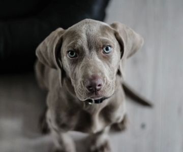 How to Treat My Dog’s Eye Infection Naturally: Effective Home Remedies for Your Dog’s Health