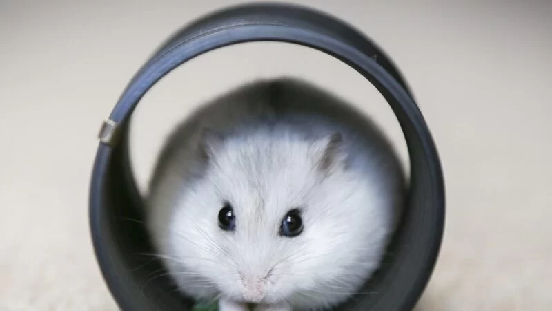 How to Train a Hamster to Run on a Wheel: Step-by-Step Guide