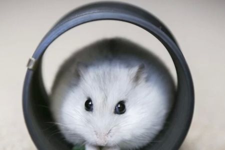 How to Train a Hamster to Run on a Wheel: Step-by-Step Guide