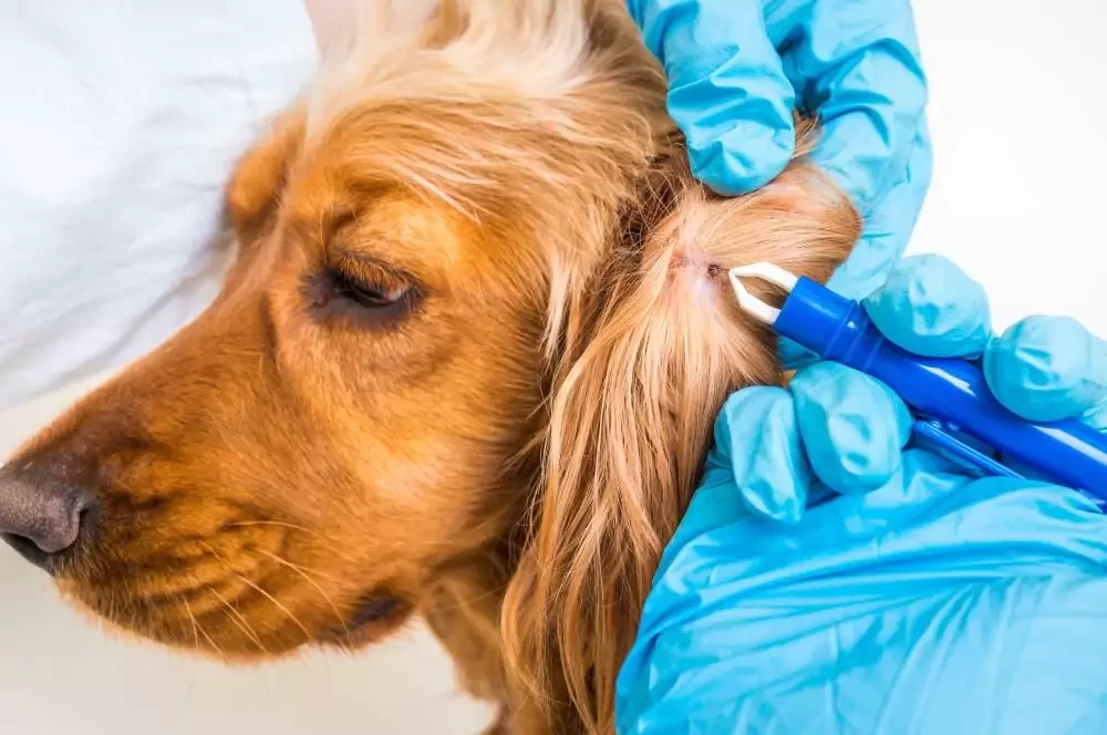 What are the Benefits of Regular Parasite Prevention for Pets? | Hidden Brook Veterinary