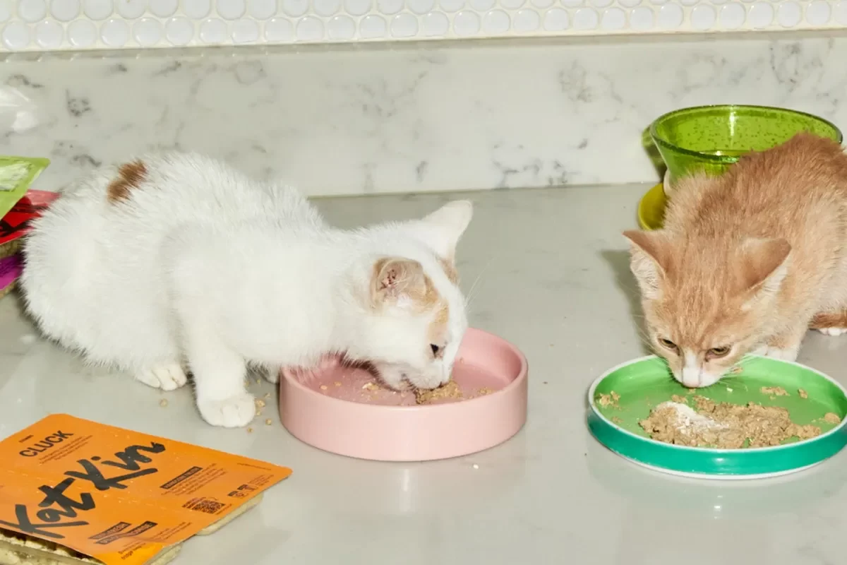 What Supplies Do You Need for a New Cat? Essential Items Every Cat Owner Must Have
