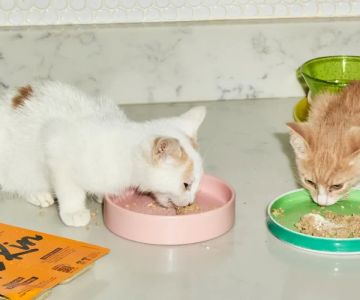 What Supplies Do You Need for a New Cat? Essential Items Every Cat Owner Must Have