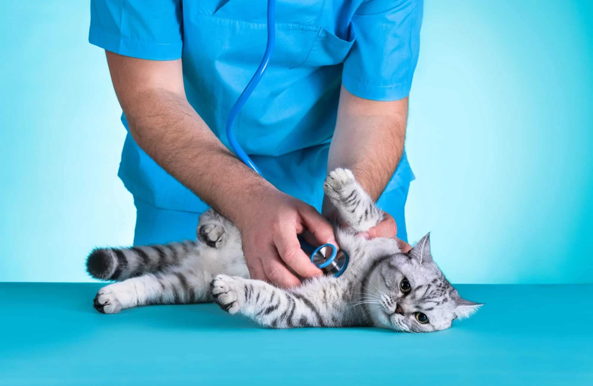 Cat Health Checkups and Vaccinations: Essential Care for Your Feline Friend
