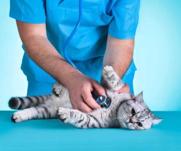 Cat Health Checkups and Vaccinations: Essential Care for Your Feline Friend