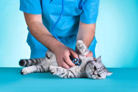 Cat Health Checkups and Vaccinations: Essential Care for Your Feline Friend