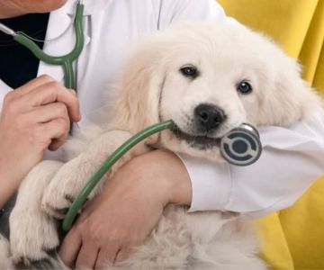 How to Make Your Pet More Comfortable at the Vet: Essential Tips