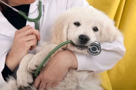 How to Make Your Pet More Comfortable at the Vet: Essential Tips