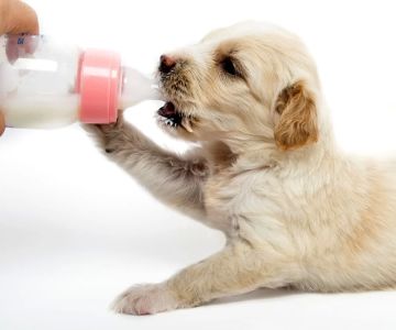 Can Dogs Drink Milk? What You Need to Know About Milk and Dogs' Health