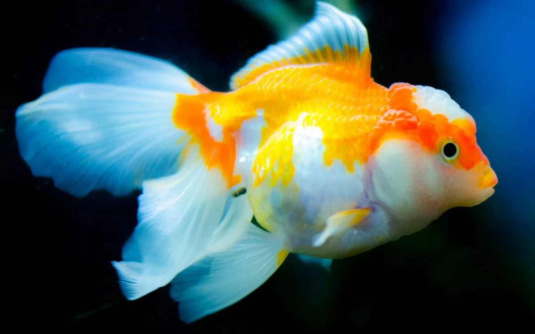 Best Pet Fish for Beginners: Easy and Fun Fish for New Aquarium Owners