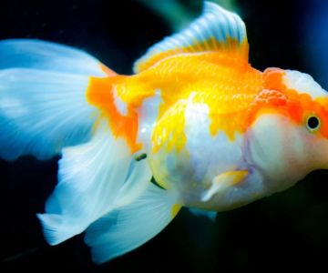 Best Pet Fish for Beginners: Easy and Fun Fish for New Aquarium Owners