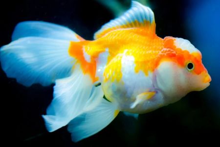 Best Pet Fish for Beginners: Easy and Fun Fish for New Aquarium Owners