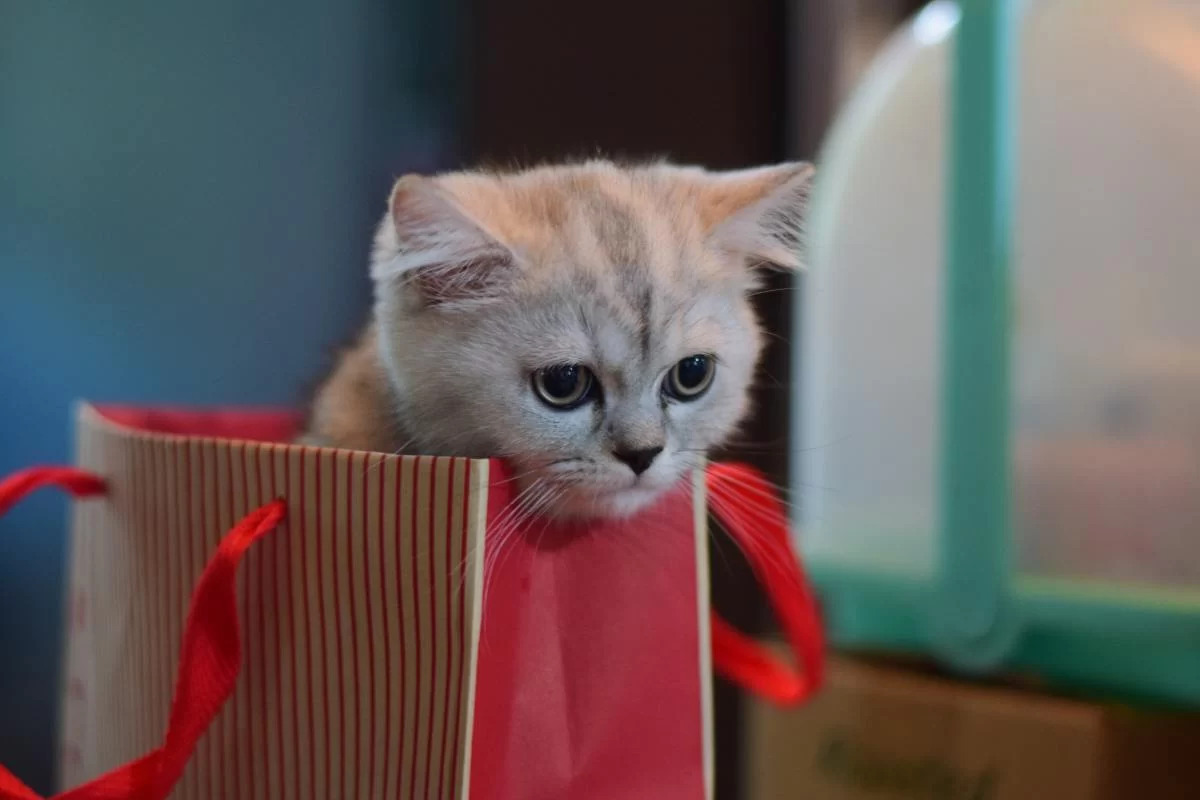 How to Take a Pet Cat Outside: A Complete Guide for Cat Owners