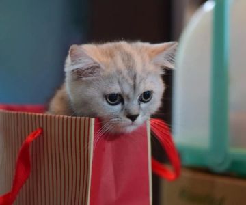 How to Take a Pet Cat Outside: A Complete Guide for Cat Owners