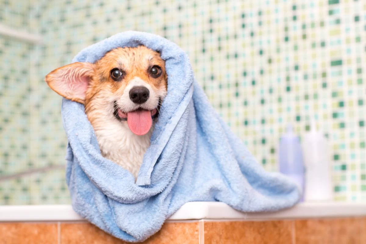 Pet Grooming Tips for First-Time Owners: A Complete Guide