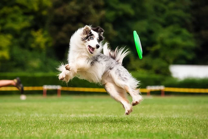 How to Give Your Dog Daily Exercise: Tips for a Healthy and Active Lifestyle