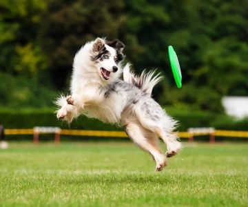 How to Give Your Dog Daily Exercise: Tips for a Healthy and Active Lifestyle