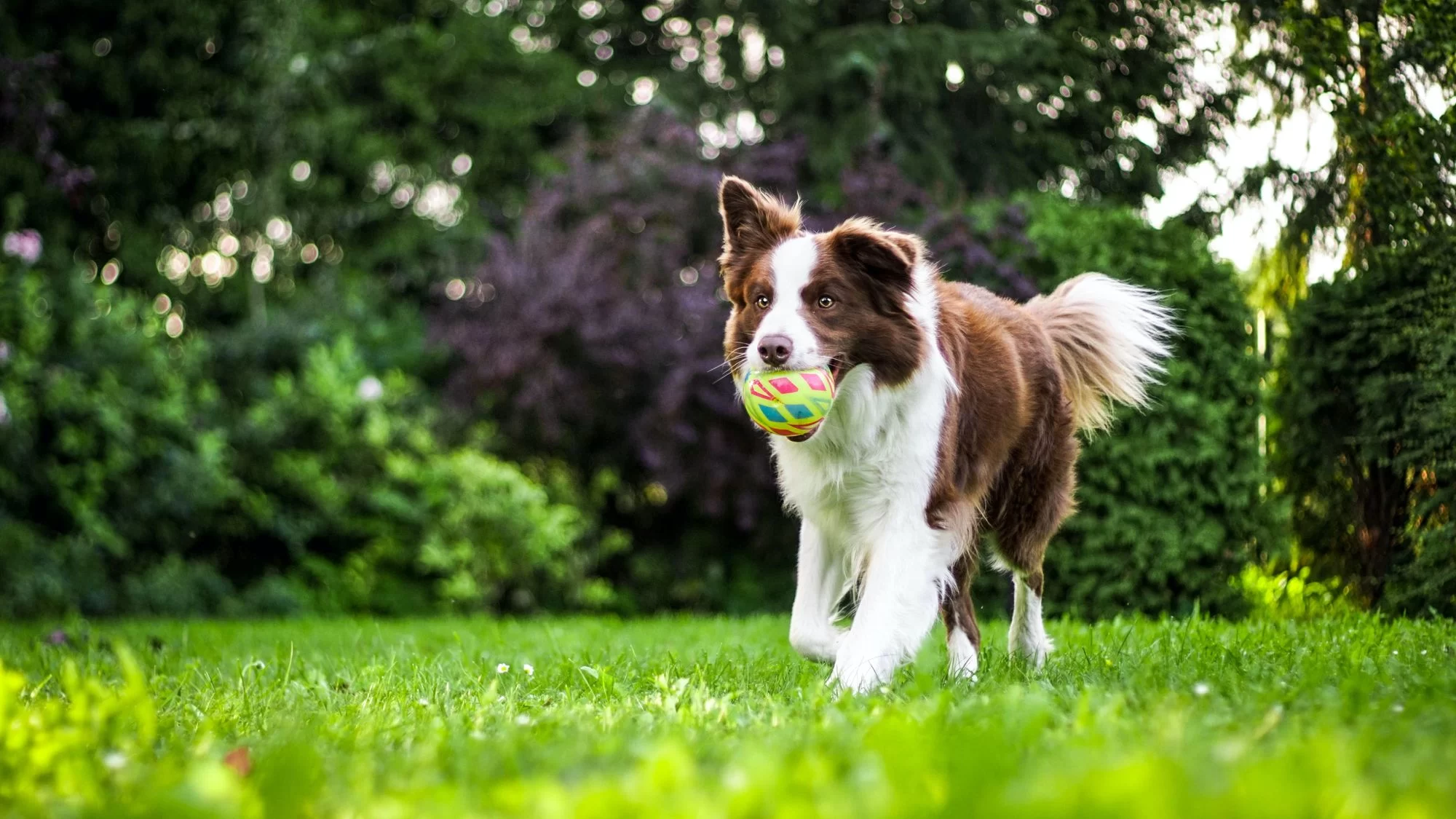 How to Prevent Joint Problems in Dogs: Essential Tips for Your Pet's Health