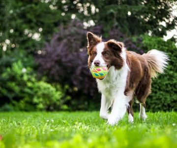How to Prevent Joint Problems in Dogs: Essential Tips for Your Pet's Health