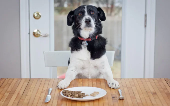 How to Select the Right Pet Food for Allergies – Essential Tips for Sensitive Pets